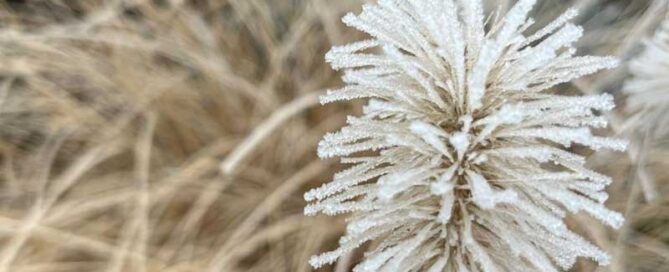 Immunsystem stärken - mit der Kraft ätherischer Öle auf natürliche Weise. Hole dir praktische Tipps und lerne 5 natürliche Ansätze für den Alltag