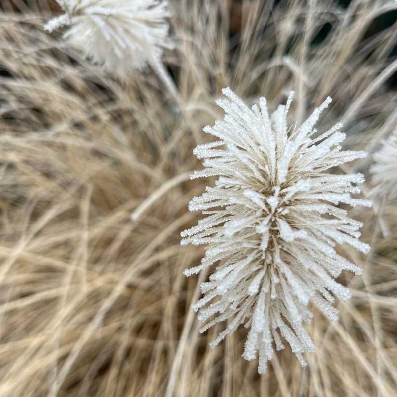 Immunsystem stärken - mit der Kraft ätherischer Öle auf natürliche Weise. Hole dir praktische Tipps und lerne 5 natürliche Ansätze für den Alltag