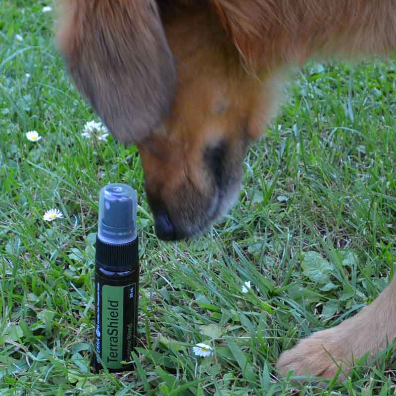 Hund-oel Hund mit ätherischem Öl